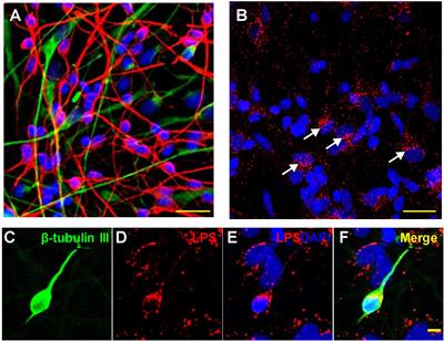 Down-Regulation of Essential Synaptic Components by GI-Tract Microbiome-Derived Lipopolysaccharide (LPS) in LPS-Treated Human Neuronal-Glial (HNG) Cells in Primary Culture: Relevance to Alzheimer’s Disease (AD)